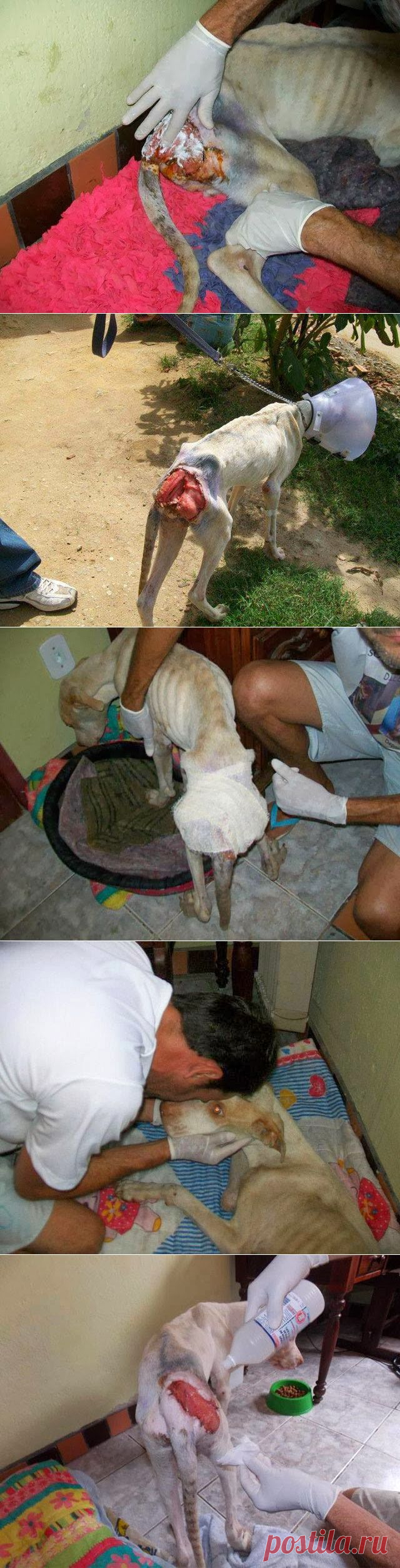 Чудесное спасение собаки - я в шоке! | Дай лапку