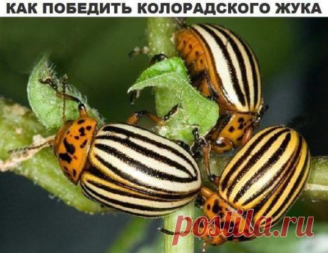 (99+) Одноклассники