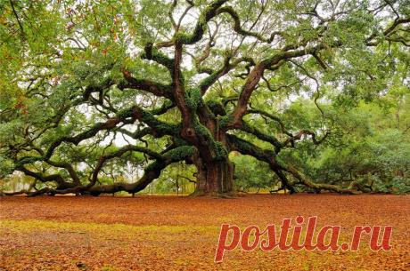 Необыкновенное дерево "Дуб Ангела"