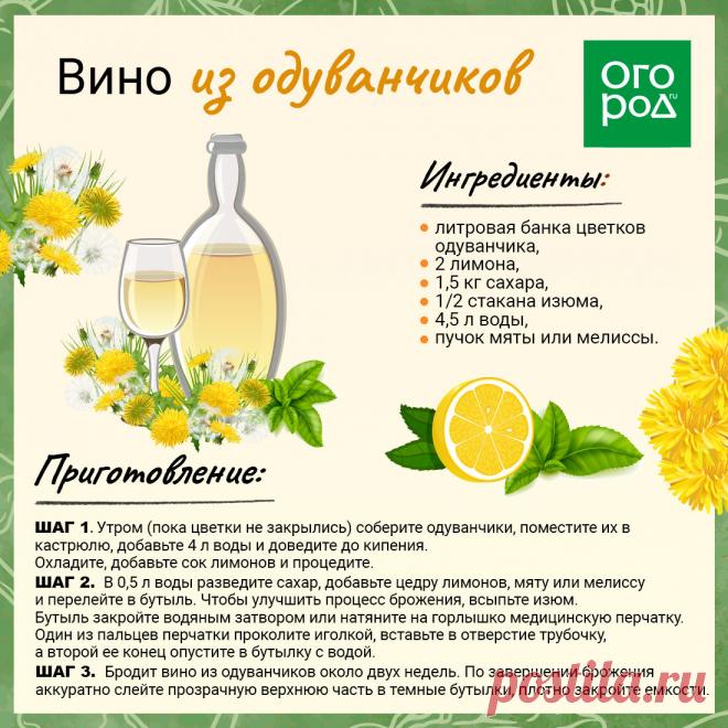 Вино из одуванчиков
