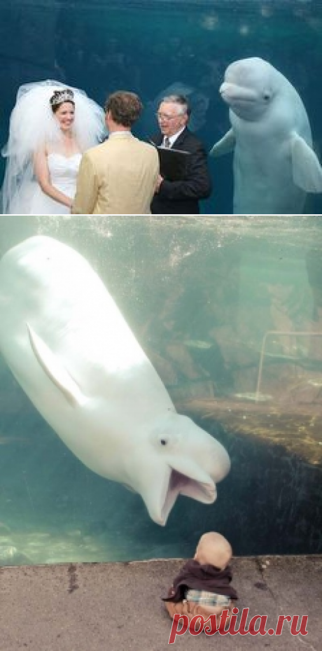 シロイルカの人懐っこさが可愛すぎる写真 | 大好き
