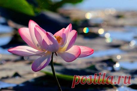 Мир путешествий: Там, где цветут лотосы...