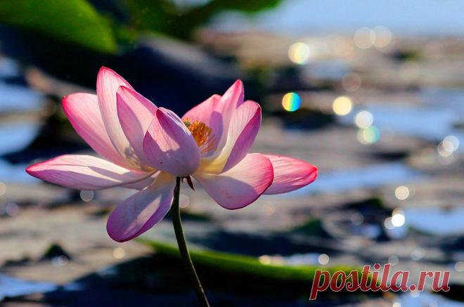 Мир путешествий: Там, где цветут лотосы...