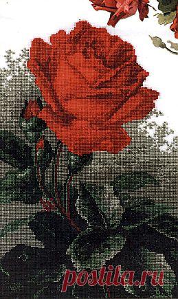 Красная роза..