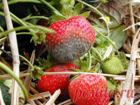Обработка клубники от серой гнили во время цветения и плодоношения: самые эффективные средства - Моя дача