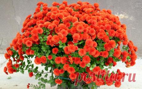 Мой Мир@Mail.Ru