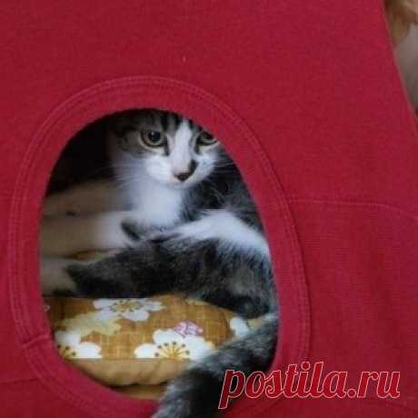 Домик для кошки по-быстрому из вешалок и футболки