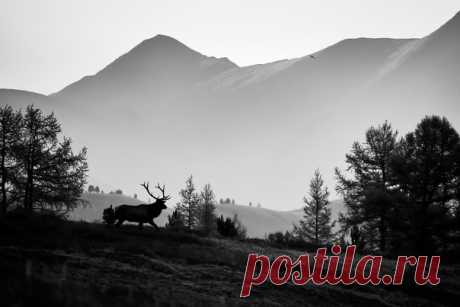 Рассвет в Горном Алтае. Снимал Евгений Мазурин: nat-geo.ru/community/user/35135