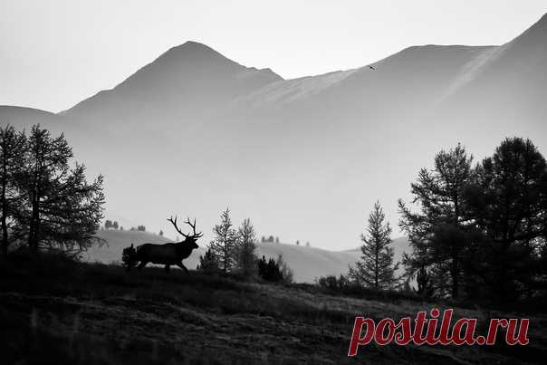 Рассвет в Горном Алтае. Снимал Евгений Мазурин: nat-geo.ru/community/user/35135