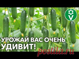 ПОДКОРМИТЕ ОГУРЦЫ ТАК ПРЯМО СЕЙЧАС! Всё о подкормках огурцов во время плодоношения!
