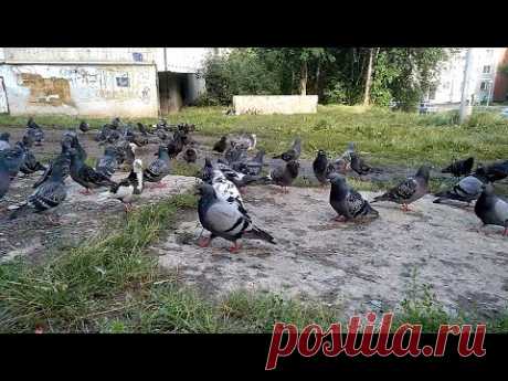 Голуби на форуме :)