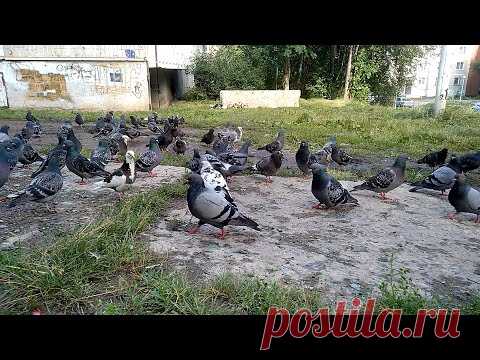 Голуби на форуме :)