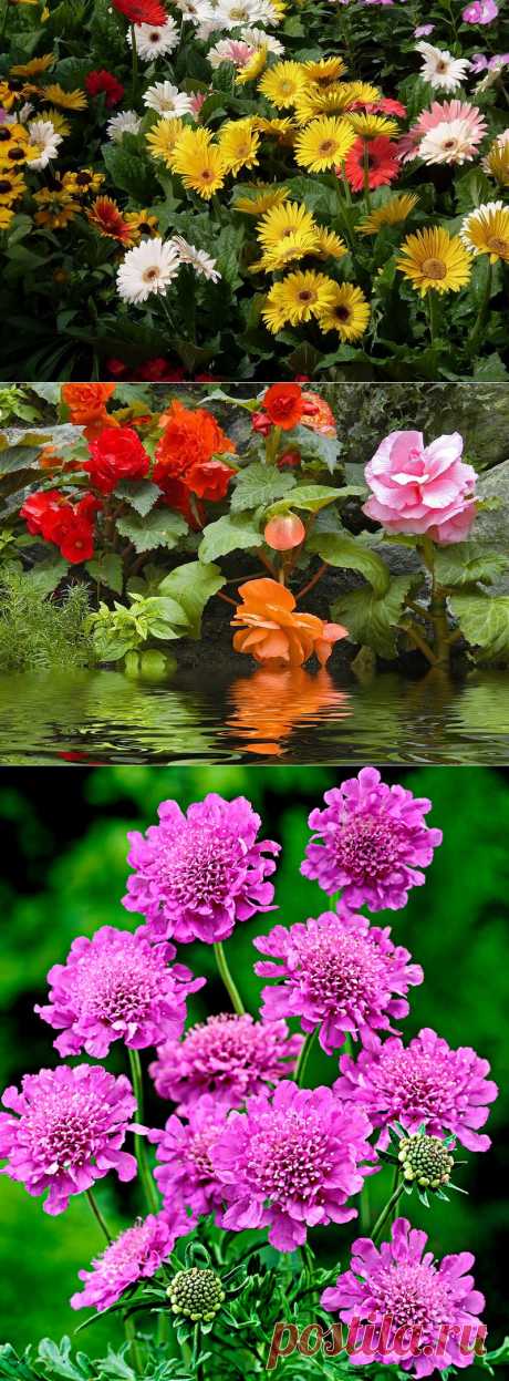 Каждый цветок красивый для себя))).