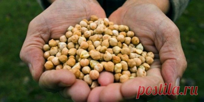 Волшебный ингредиент, или Как преобразиться с помощью нута