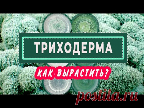 ТРИХОДЕРМА Как вырастить и как использовать? - YouTube