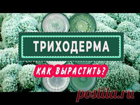 ТРИХОДЕРМА Как вырастить и как использовать? - YouTube