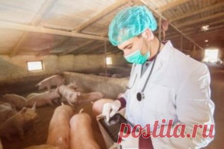 Мобильное приложение помогает фермерам бороться с Африканской чумой Мобильное приложение анализирует риски и предупреждает фермеров об угрозе африканской чумы свиней. Программа под названием «ASF Combat» позволяет