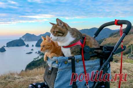 Коты-путешественники