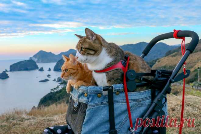 Коты-путешественники