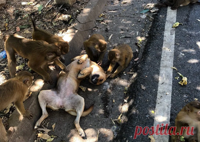 Макака-резус: Яркое олицетворение 7 смертных грехов. Жизнь крайне агрессивных мартышек | Книга животных | Яндекс Дзен