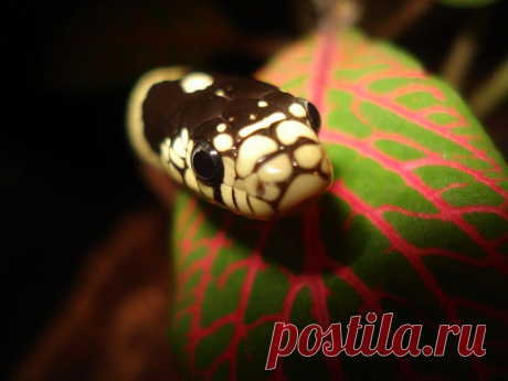 Красотка Мия