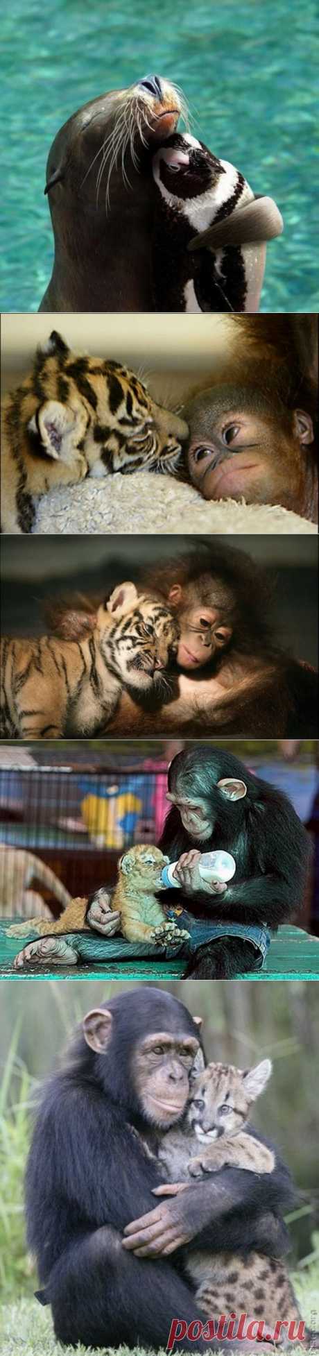 (+1) тема - Животные тоже умеют дружить! | Четвероногий юмор