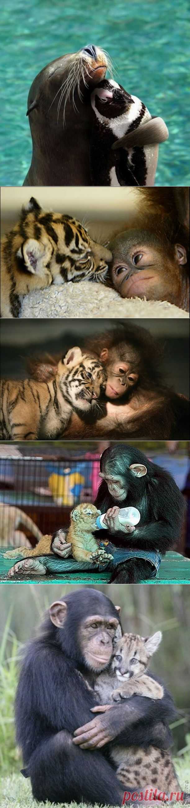 (+1) тема - Животные тоже умеют дружить! | Четвероногий юмор