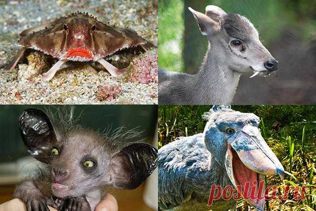 ТОП-5 необычных животных, вызывающих удивление, а так же видео о них | LivePosts — последние новости, полезные статьи, обзоры