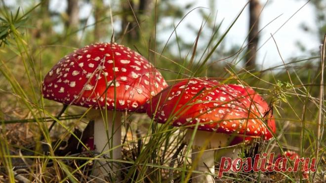 Мухоморы от суставной боли