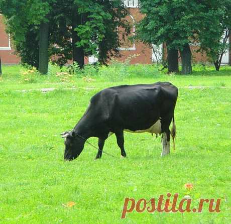 Монастырская корова.