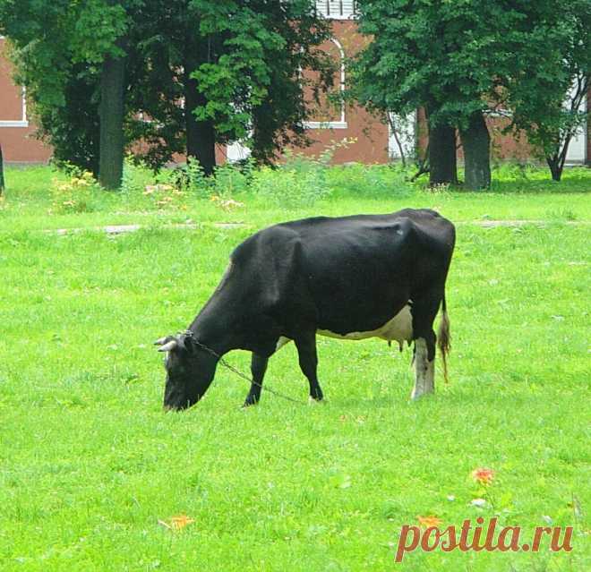 Монастырская корова.