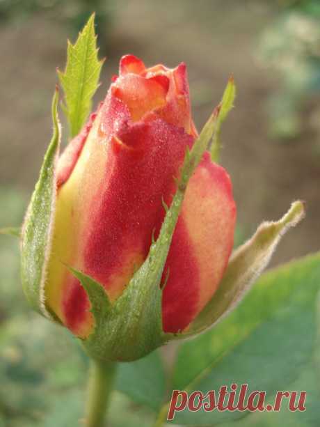 0_947cc_5ee35e03_orig.jpg (768×1024)