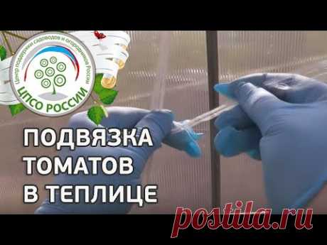 Как подвязать томаты. Подвязка томатов свободной петлей в теплице.