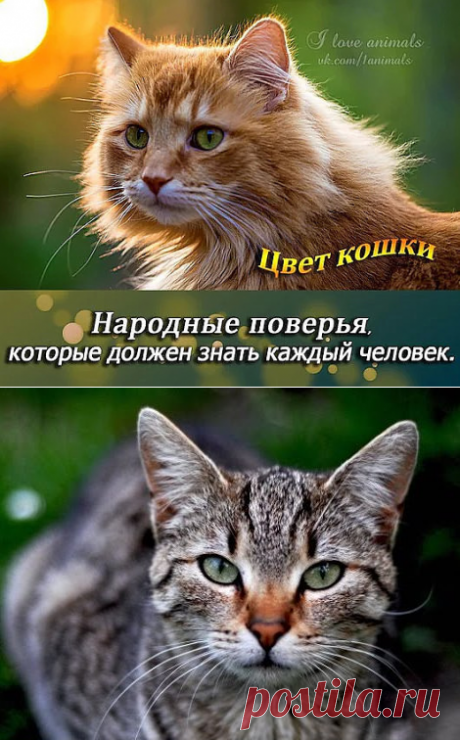 (55) Одноклассники