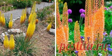 Эремурус посадка и уход - Сад и огород