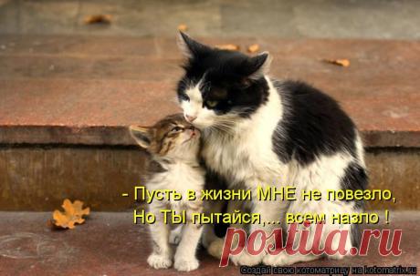 Котоматрица: Лучшие за апрель 2013