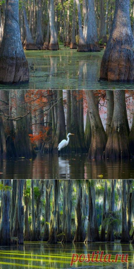 Долина кипарисов в Техасе | ТАЙНЫ ПЛАНЕТЫ ЗЕМЛЯ