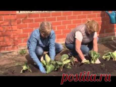 Клумба из многолетников для начинающих: схемы +Фото и Видео