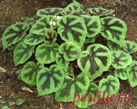 Бегония Мэсона (Begonia masoniana)