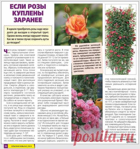 Если розы куплены заранее