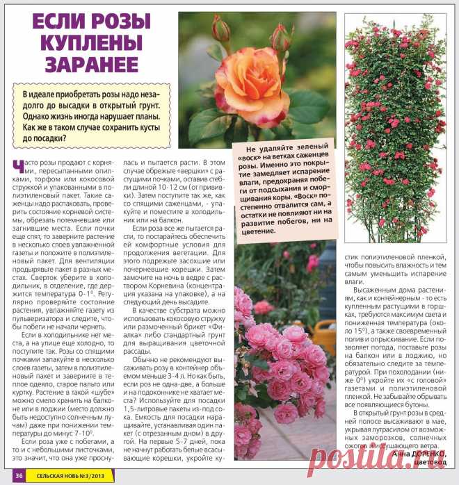 Если розы куплены заранее