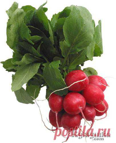 Вредители редиса » Кумушка.com