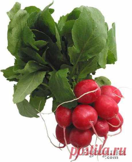 Вредители редиса » Кумушка.com