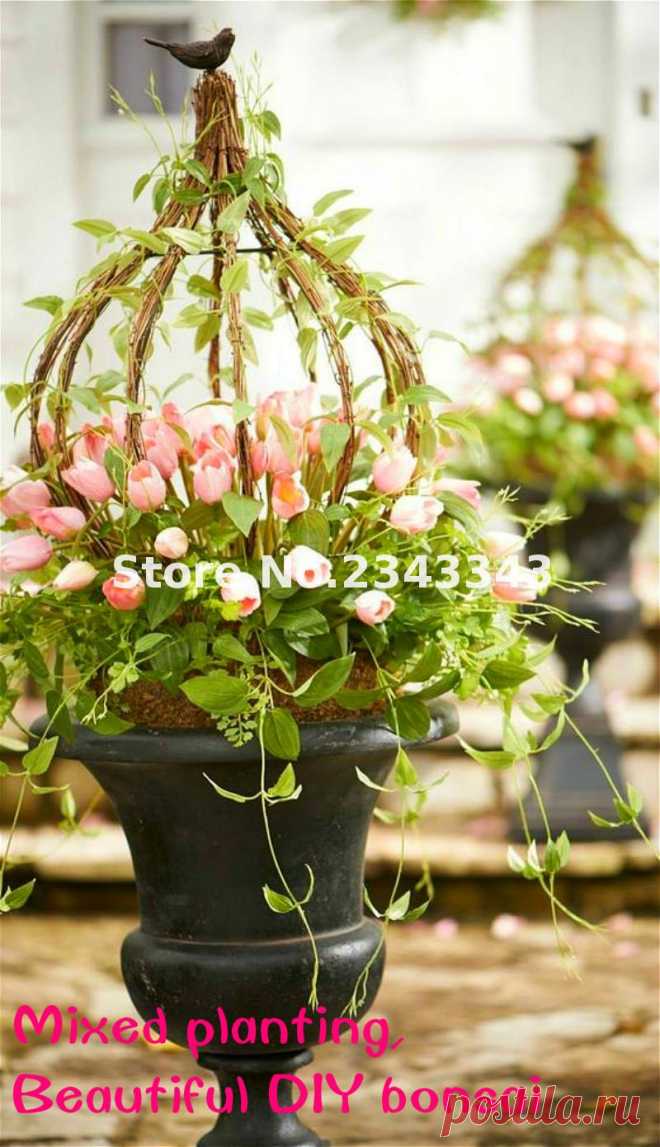 Оптовая Дешевые Продажа 100 Шт./пакет Tulip Семена Jardin редкие Семена цветов Сад Горшечные Растения Бонсай Sementes де флорес Semillas купить на AliExpress