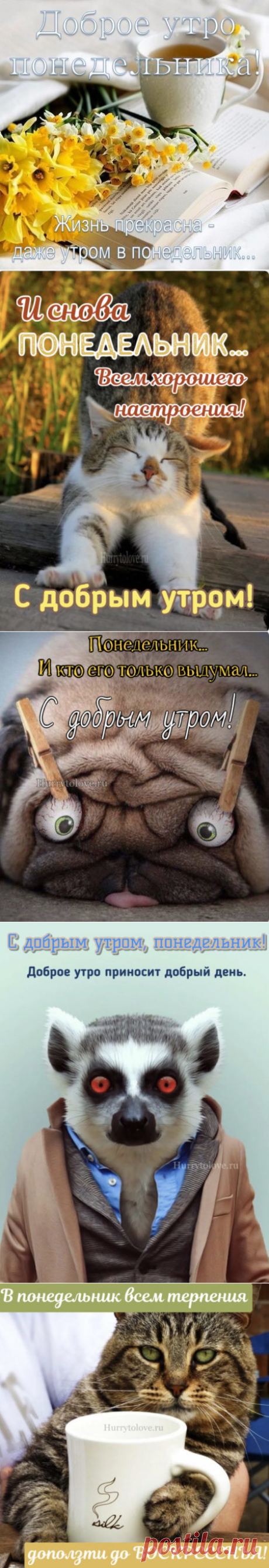 Картинки с добрым утром понедельника: прикольные и смешные открытки