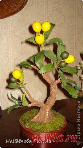 Лимончик.Бонсай. | Страна Мастеров