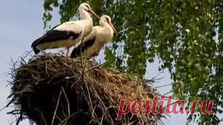Поль Мориа - Аисты