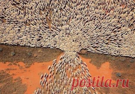 Ловушка мышления
Стадо баранов покидает стойло. Забора нет, только ворота...