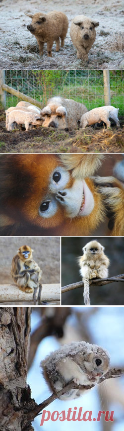 10 уникальных животных, которых фотошопила сама природа