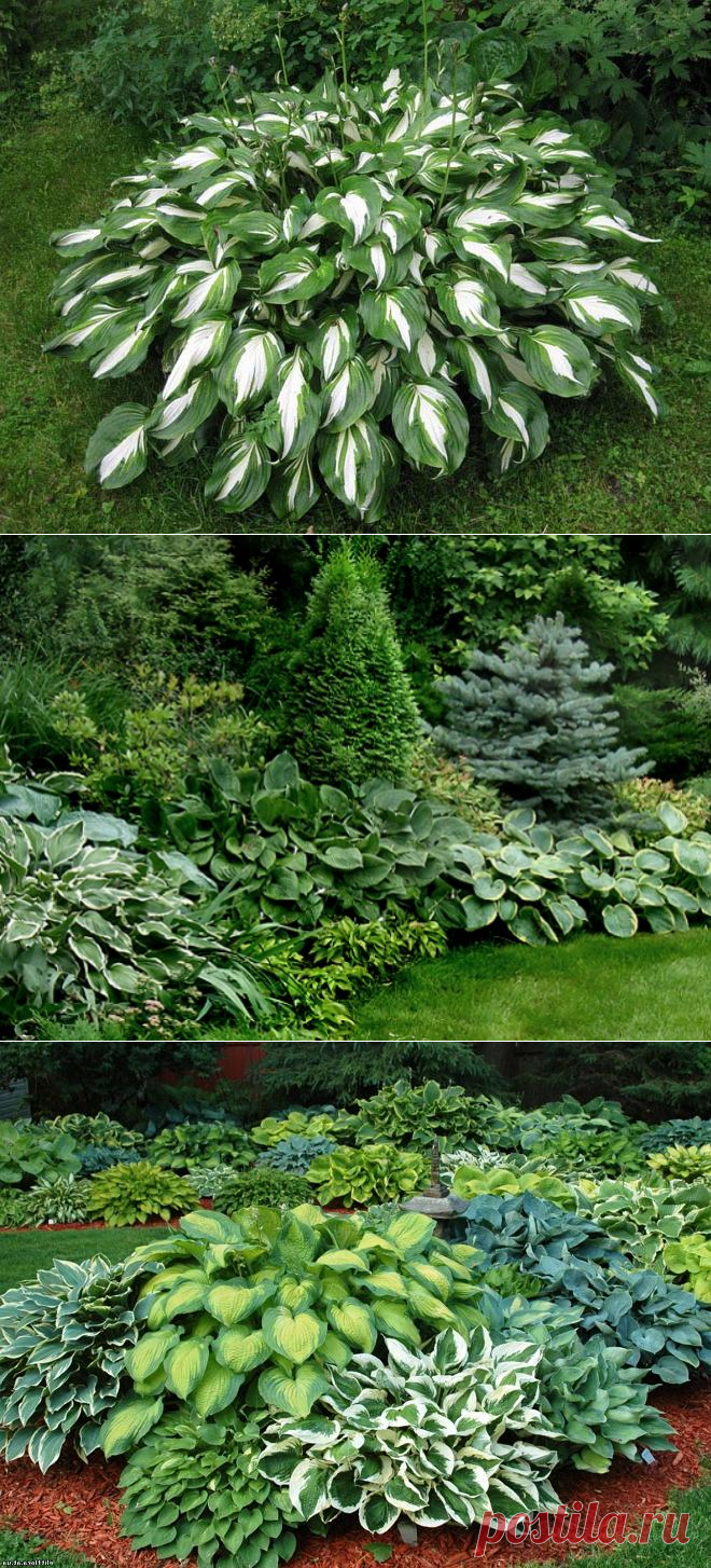 Как красиво разместить хосты на участке